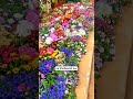 amazing flower seeds combo, 50+ flower varieties, 6000+ seeds for garden, all-season flower seeds