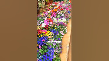 amazing flower seeds combo, 50+ flower varieties, 6000+ seeds for garden, all-season flower seeds