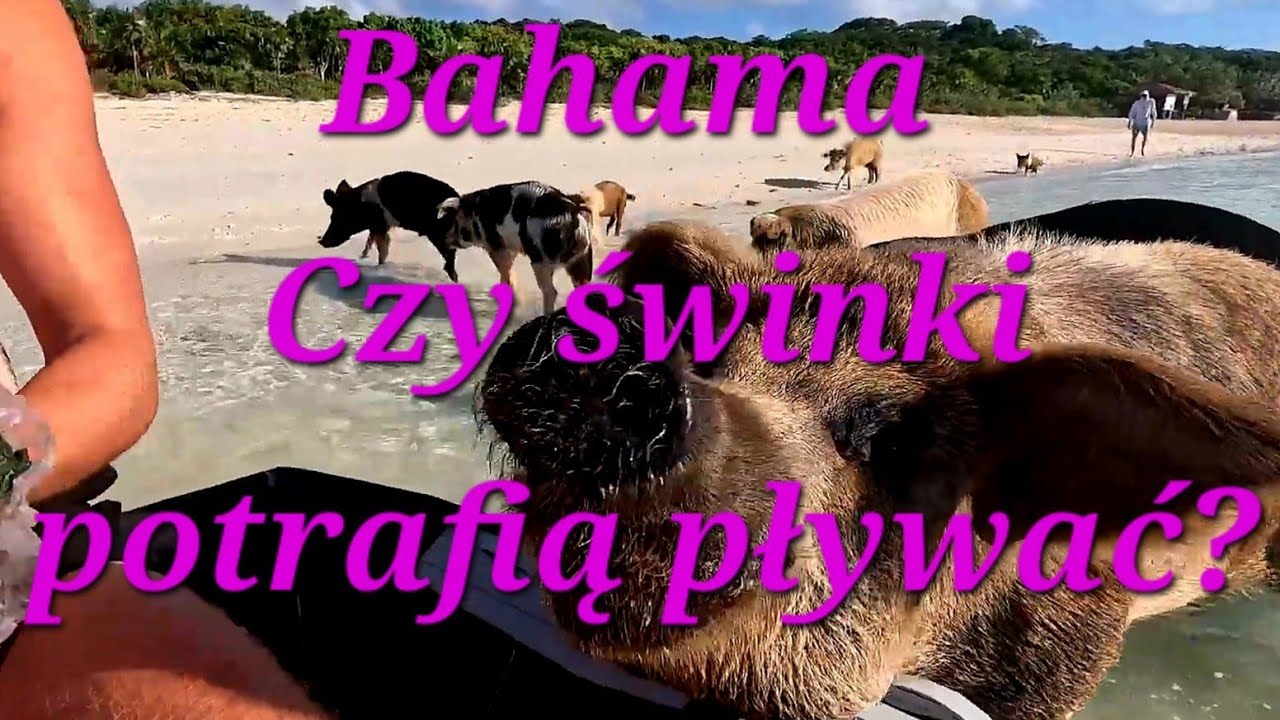 UWAGA REKINY !!!🦈odwiedzamy plywajace swinki🐖🐖