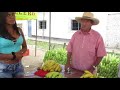 Armando quezada productor de platano el molino 342016