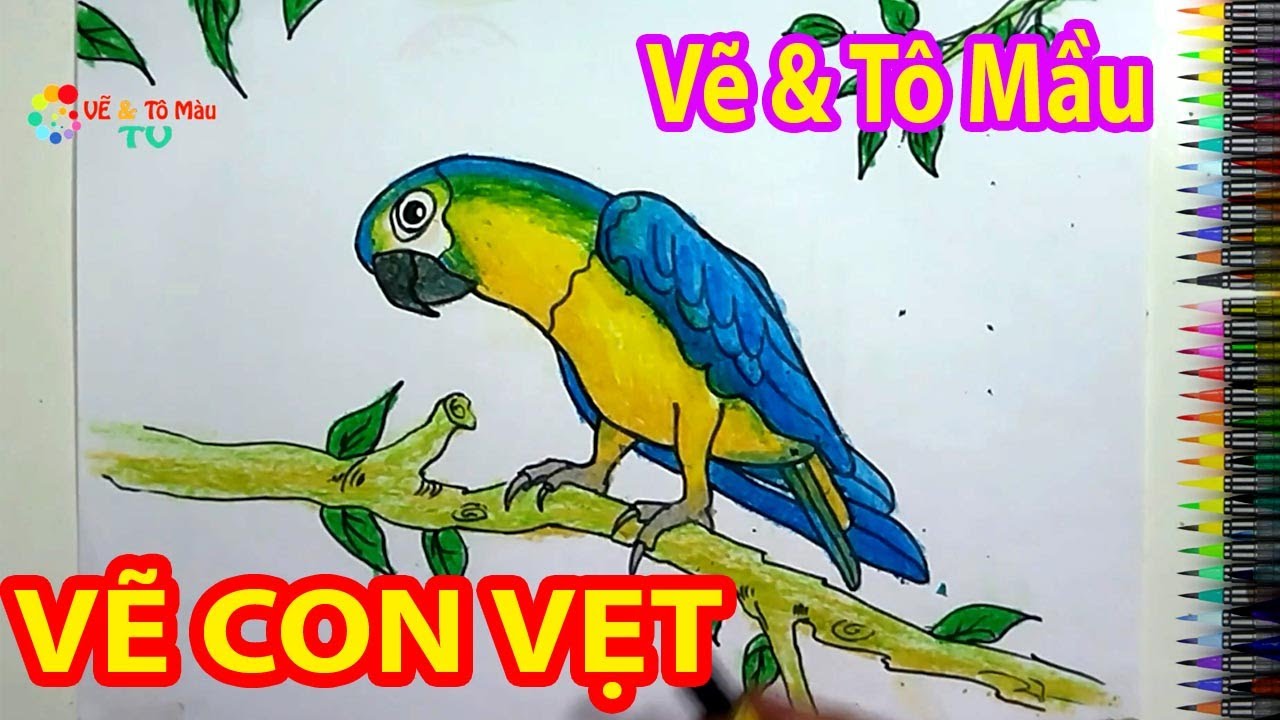 Vẽ Con Vẹt - Cách Vẽ Con Vẹt Đơn Giản Đẹp Nhất I Draw Parrot I Vẽ Và Tô Màu  Tv - Youtube