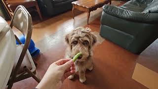 Dandy Lion discovers Sugar Snap Peas  04/30/23