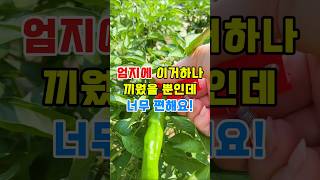 작물 수확용 원예용 손가락 가위 #생활꿀템 #농사용 #농기구 #추천템 #농업용
