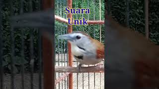 Suara Unik Burung Tepus Pipi Perak