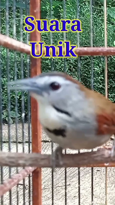 Suara Unik Burung Tepus Pipi Perak