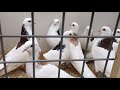 Ярмарка голубей в Тольятти (1 часть)