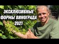 Виноград на 8 июля: к-ш Хеллоуин, к-ш Аватар, к-ш Ламборджини, Азия, Купидон,Улыбка Лауры.....