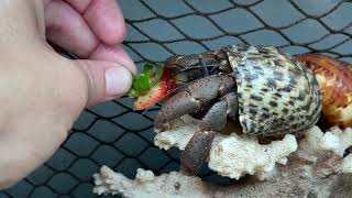 Do hermit crabs like strawberries?? What to feed your hermit crabs! What Do Hermit Crabs Eat Pisces Pros Quick Tips