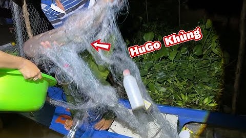 Thăm Lờ Điệp Buồn Rớt NƯỚC MẮT Ông Anh Dính HuGo Khủng. THE THIEF SAW ALL THE FISH, SADLY CRYING