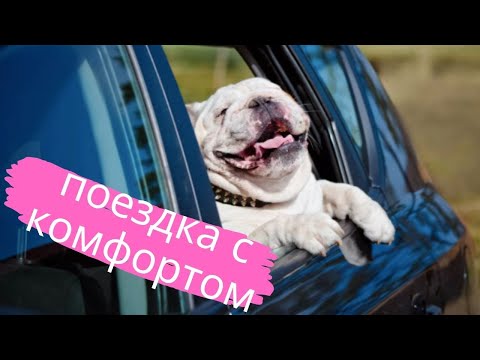 Удобное приспособление (автогамак) для перевозка собаки в салоне автомобиля