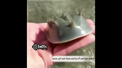 أجمل حالات واتس قرآن كريم تجعلك ترتاح نفسيا