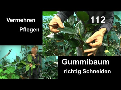 grünlilie dunkelgrün Chlorophytum comosum 'Green'