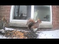 Relax Your Pet | Squirrels For Cats | 12 Hour Entertainment Video | Leave On All Day