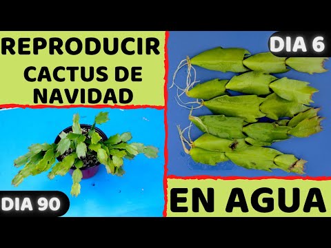 Video: Propagación de cactus navideños - Cómo propagar diferentes cactus navideños