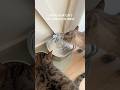 Cat Water Fountain Upgrade Linked In Bio On Amazon Catwaterbowl Catwaterfountain Amazongadgets 