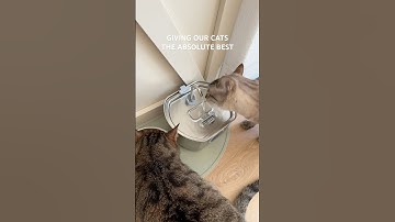 Cat water fountain upgrade🐱 linked in bio on Amazon! #catwaterbowl #catwaterfountain #amazongadgets