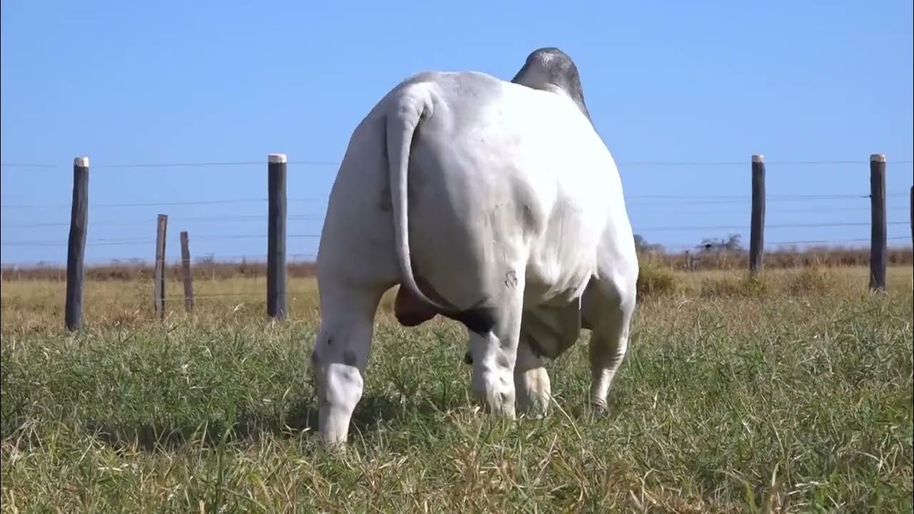 Uma TROPA DURA na final do CUTIANO em Maringá 