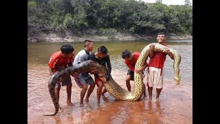 The Silent Stalker of Belize's Waterways: Unveiling the Green Anaconda by The Best DIY Projects 2,206 views 3 days ago 7 minutes, 34 seconds