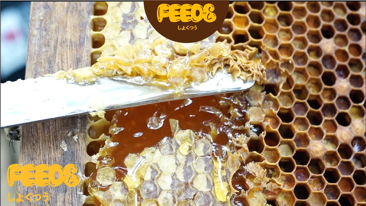 Harvest Honey in Taiwan! The amazing Healing process and the first time to taste the bee larva. 