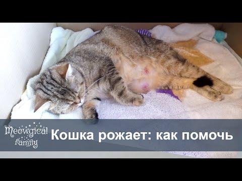 Видео: Как помочь кошке родить (с картинками)