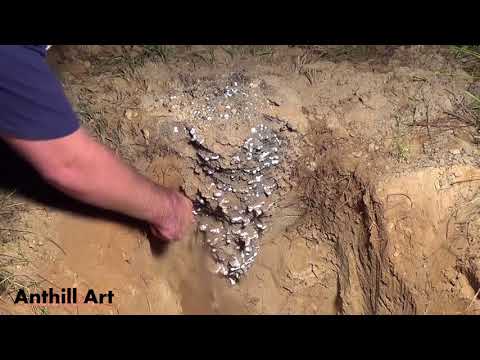 Video: Anthill With Apricots