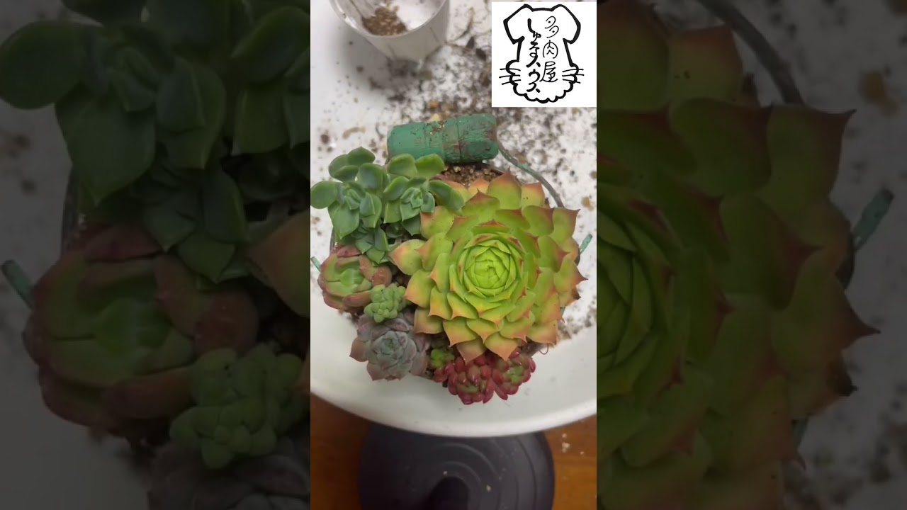 2019 多肉植物 寄せ植え 楽天市場】多肉植物 寄せ植え 多肉の寄せ植え リス ポット 多肉