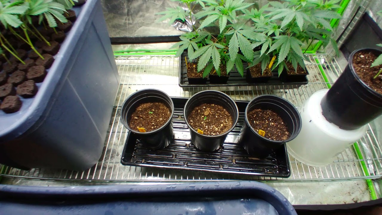 Expert Clone Grow+++Grape diamond Flower tent