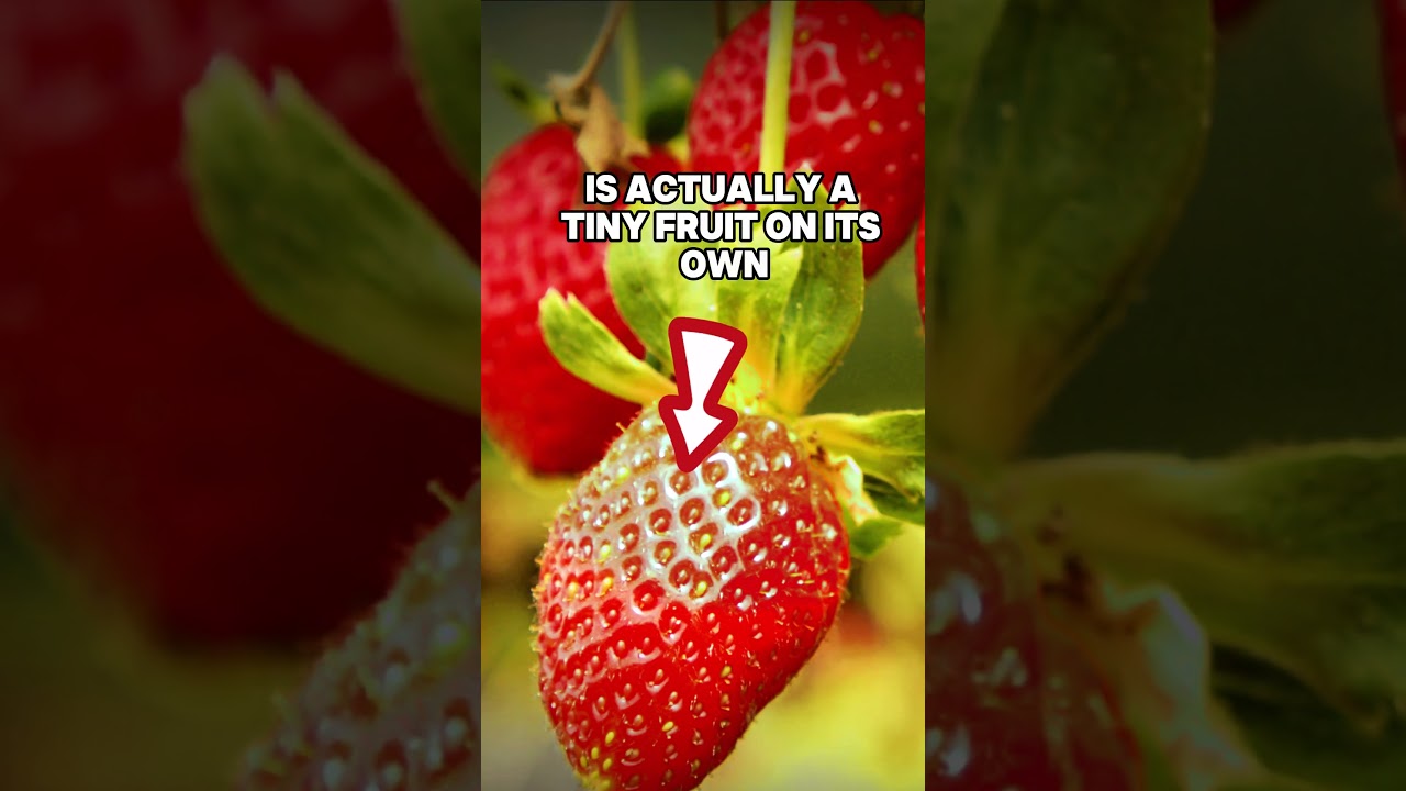 This Fruit Fact Will Blow Your Mind!  #youtubeshort #shorts #funfacts #fruit #plants #foodies