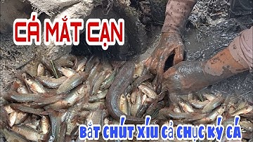 Bắt cá mắt cạn mùa lúa chín | Gần cả chục ký cá rô, cá trê, cá lóc đồng | catch fish