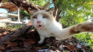猫だらけの神社で青空の下猫と戯れる