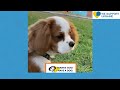 Try Raising a Cavalier King Charles Spaniel Puppy — Real Tips #CavalierKingCharlesSpaniel #Dogs