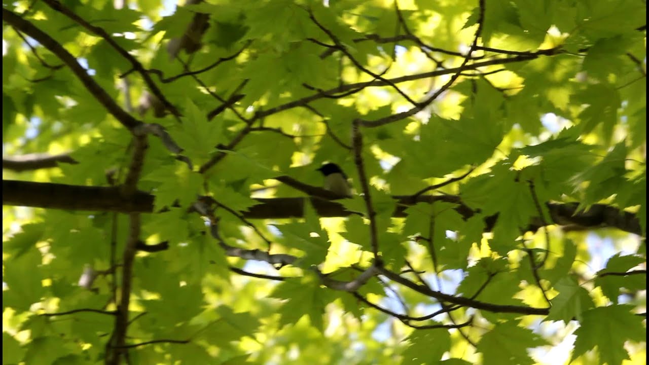 Black-throated Blue Warbler singing alternate 'hooded' song 