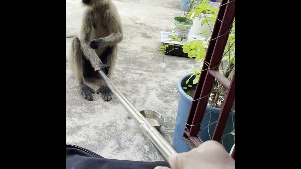 Monkey Activity 