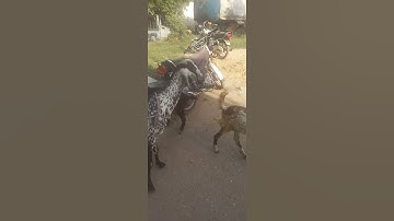 goat #love #live #viral #shorts #trending #viralvideo #viralshorts #video #vlog  #goat #animals