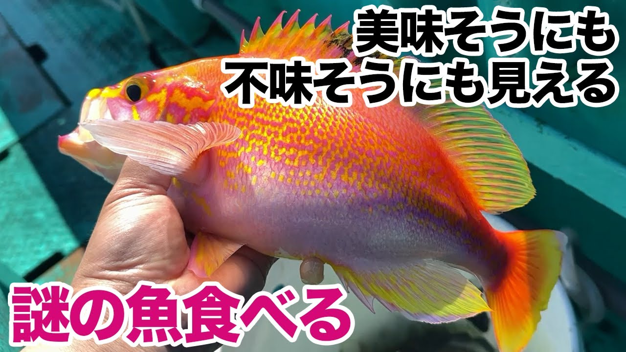 美味そうにも不味そうにも見える謎の魚食べる