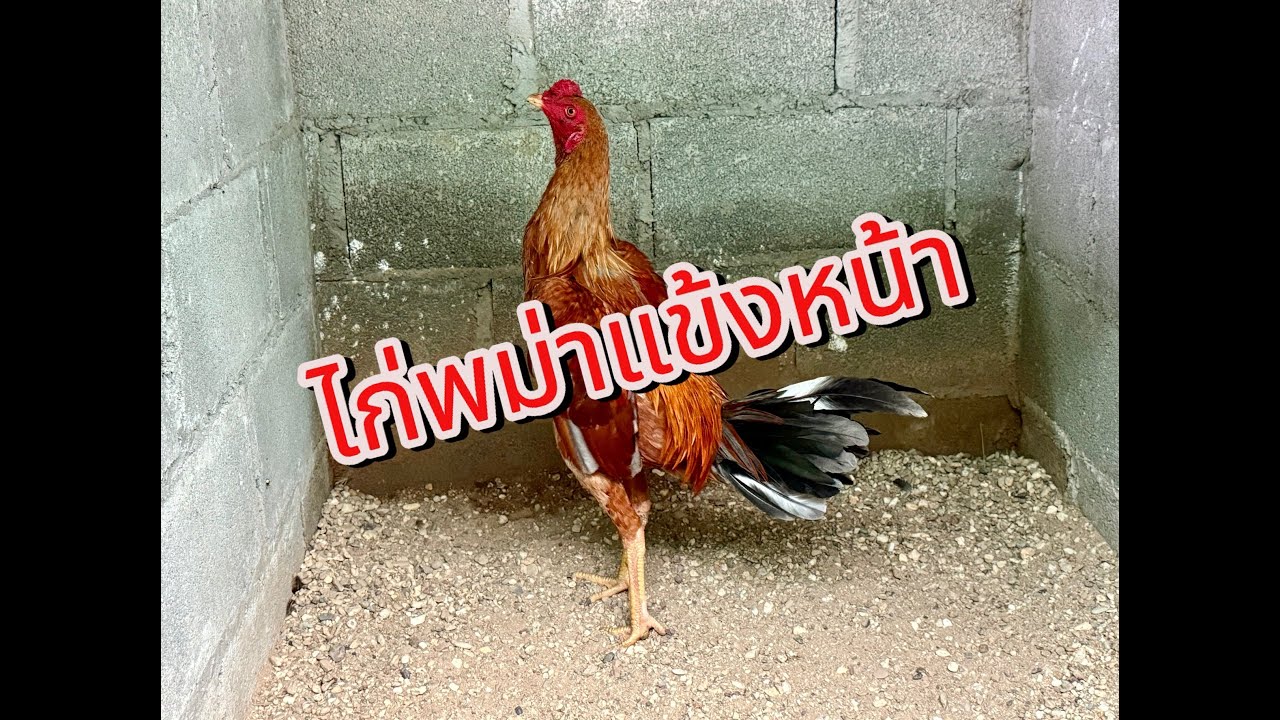 ไก่พม่าแข้งหน้าเก่งจริงไหม