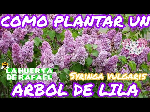 Video: Cómo cuidar los árboles lilas coreanos enanos - Cómo cultivar un árbol lila en una maceta