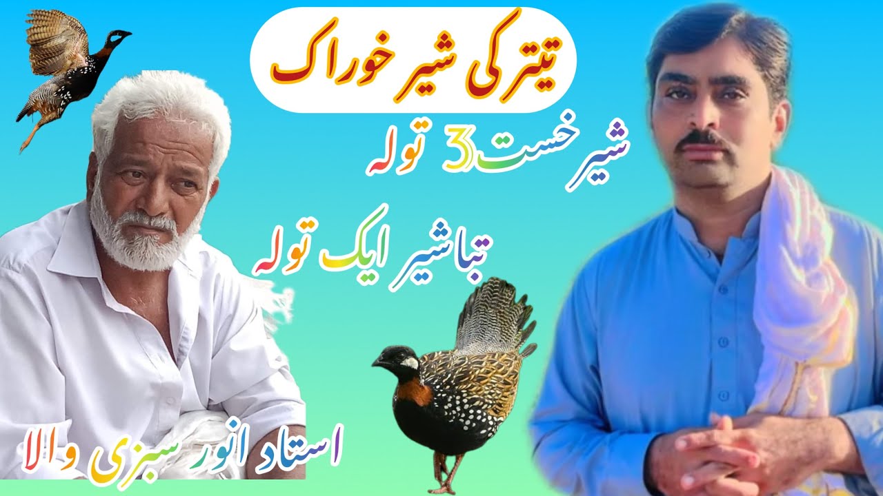 شیر پنجاب کی سردیوں کی خوراک کیسے بنائیں / شیر پنجاب تیتر کی سردیوں گرمیوں کی خوراک