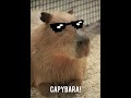 Capybara song!