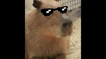 Capybara song!