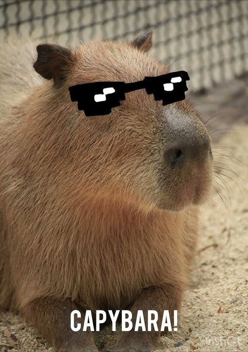 Capybara song!