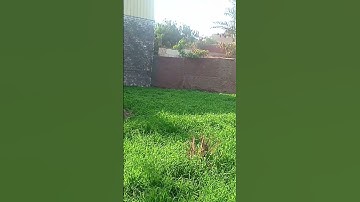 سوره الفاتحه بصوت الشيخ عاصم العجمي