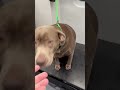 Sweet Gray Girl Groom 🩶 Senior Dog Grooming Done Right | PNWGROOMS