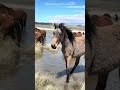 A young stallion from Montgomery Pass heard #wildlife #stallion #water 
