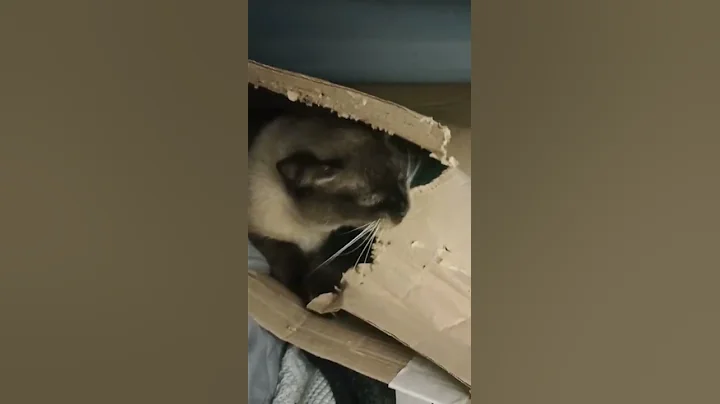 Video 11868691: cat vs siamese, cat kitten cute animals, hilarious cat, pure feline, wild cat