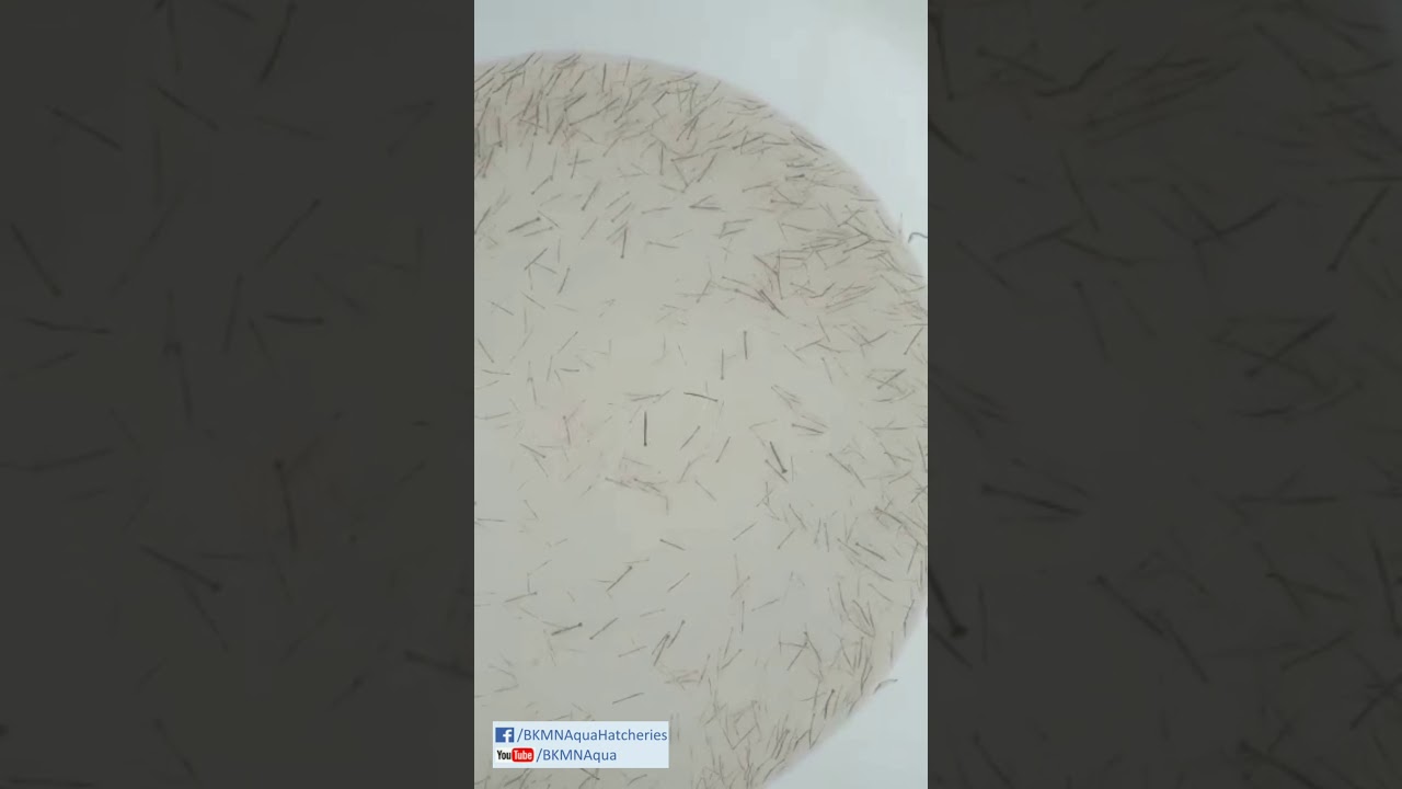 P MONODON SEEDS | TIGER PRAWN SEEDS | BKMN AQUA | Ph : 9533221100