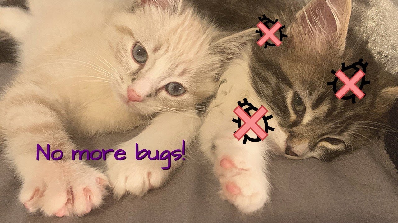 GETTING RID OF MY FOSTER KITTENS' FLEAS // How to Get Rid of Fleas on