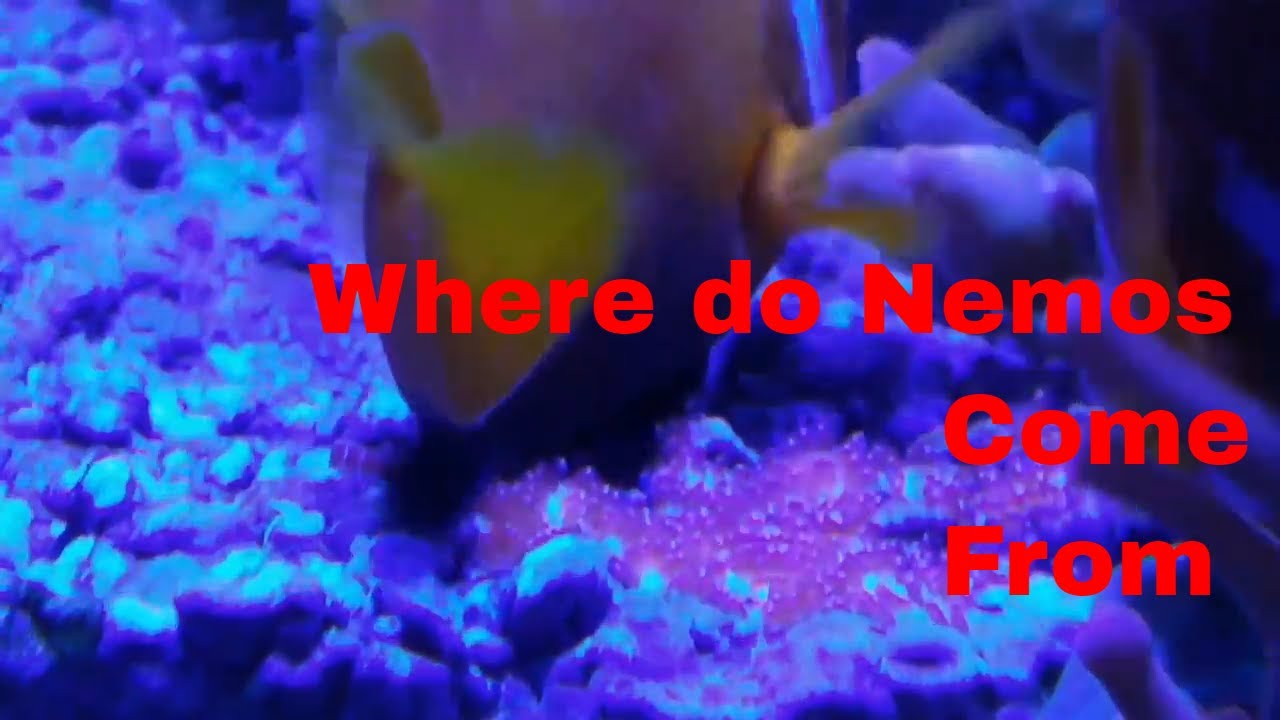 reef tank cycle Clownfish Spawning