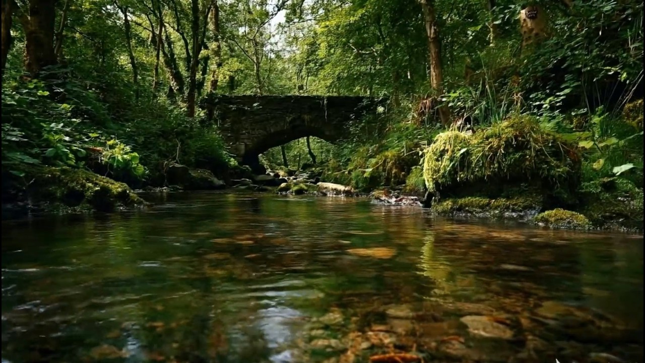 Calming Forest Sounds, Babbling Stream And Relaxing Birdsong For Sleep And Stress Relief