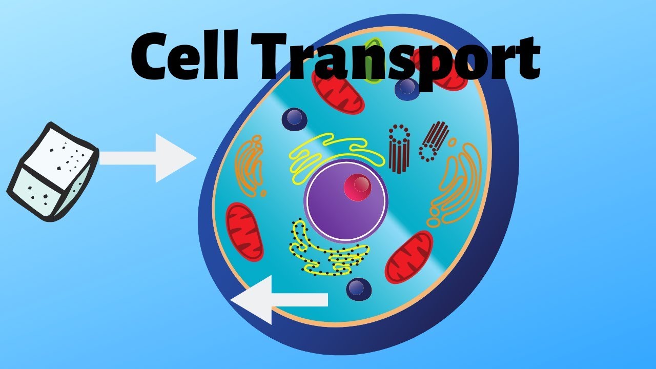 How do cells move things in and out?